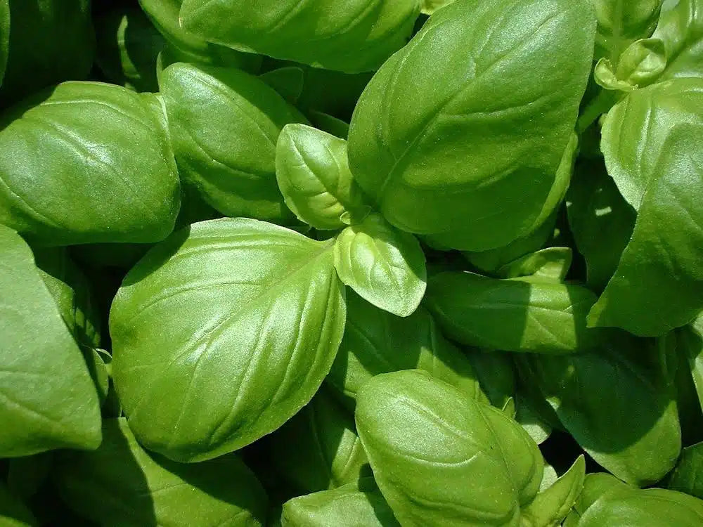 Pourquoi du basilic Grand Vert ?